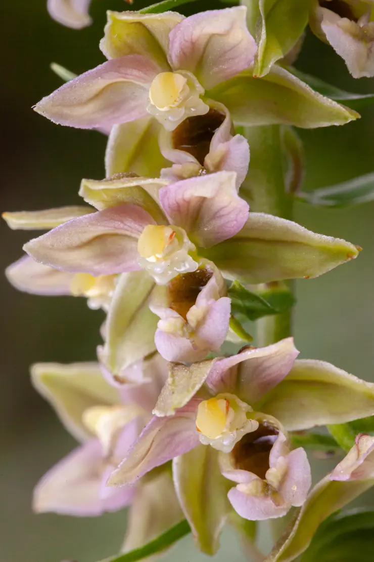 Breitblättrige Stendelwurz (Epipactis helleborine agg.) [2]